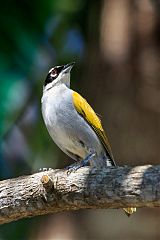 Black-crowned Palm-Tanager